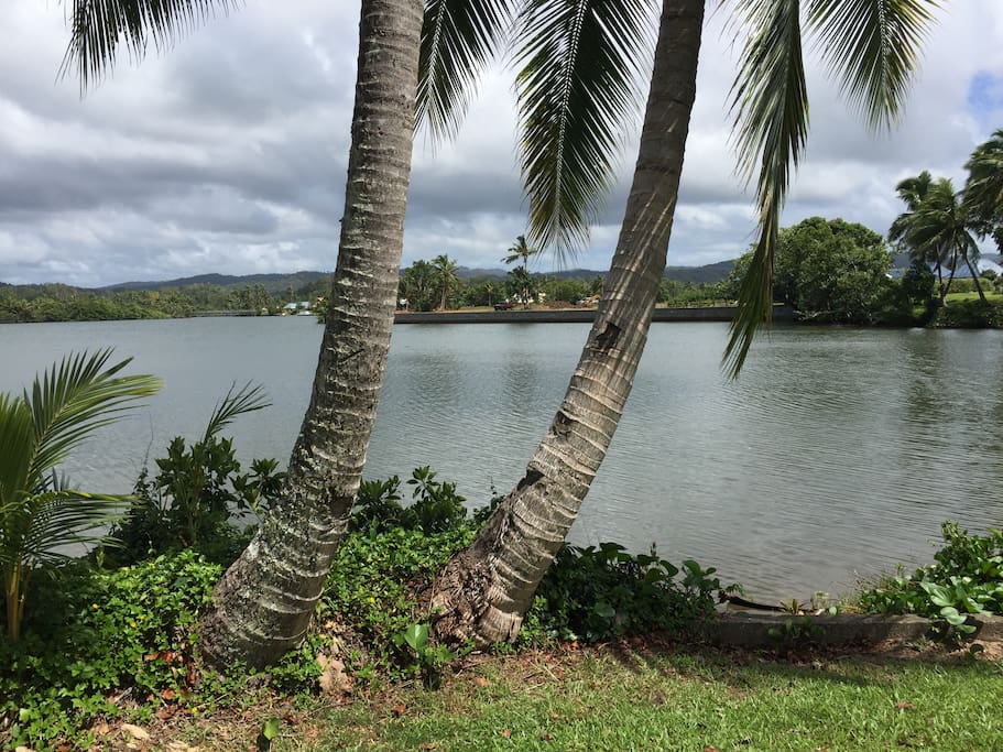Coconut Trees