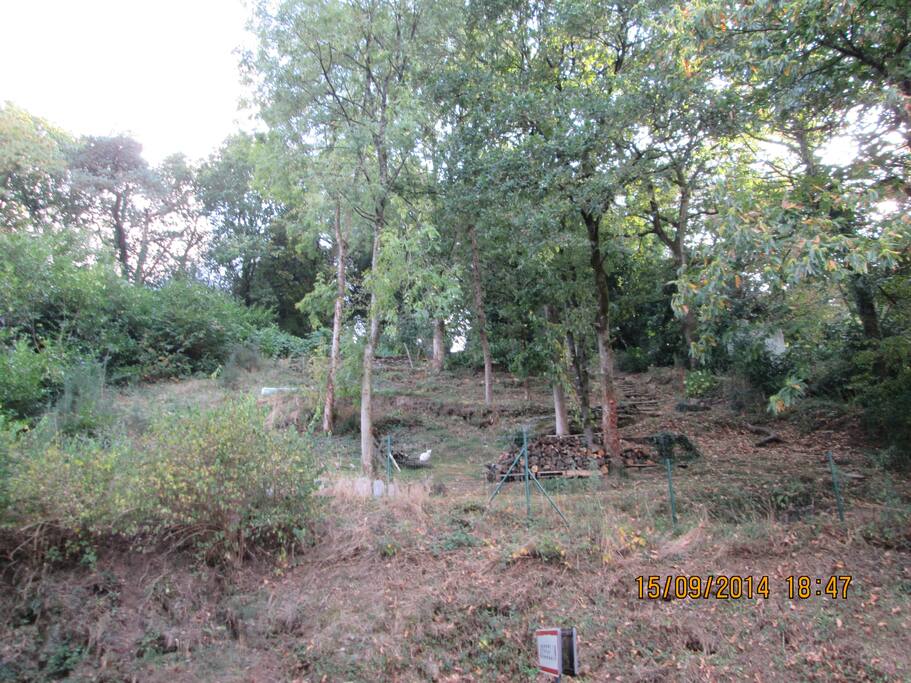 terrain boisé
