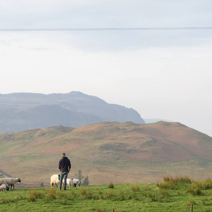 One of our sons, Tom, with some of his flock.
