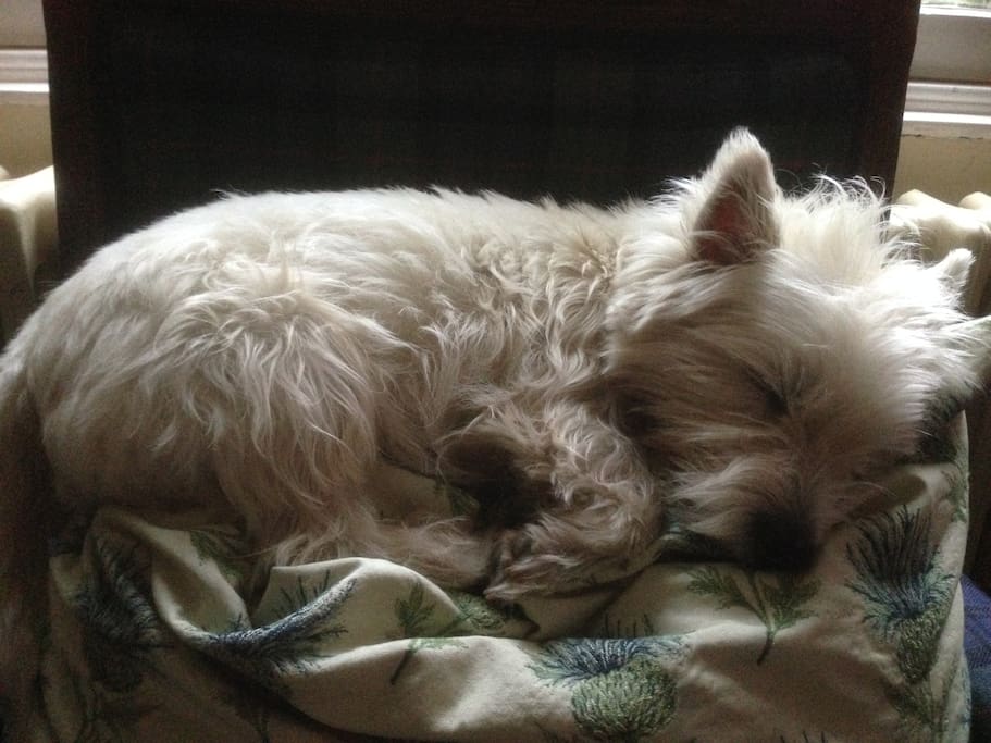 Dogs made far too welcome