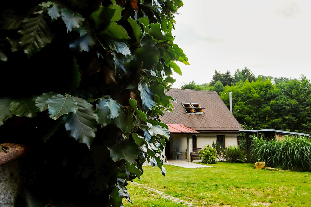 An inviting wooden cottage is framed by lush green foliage, with a sloped roof featuring skylights. A grassy area surrounds the cottage, leading to a stone pathway. The setting is bordered by trees, contributing to a serene atmosphere.