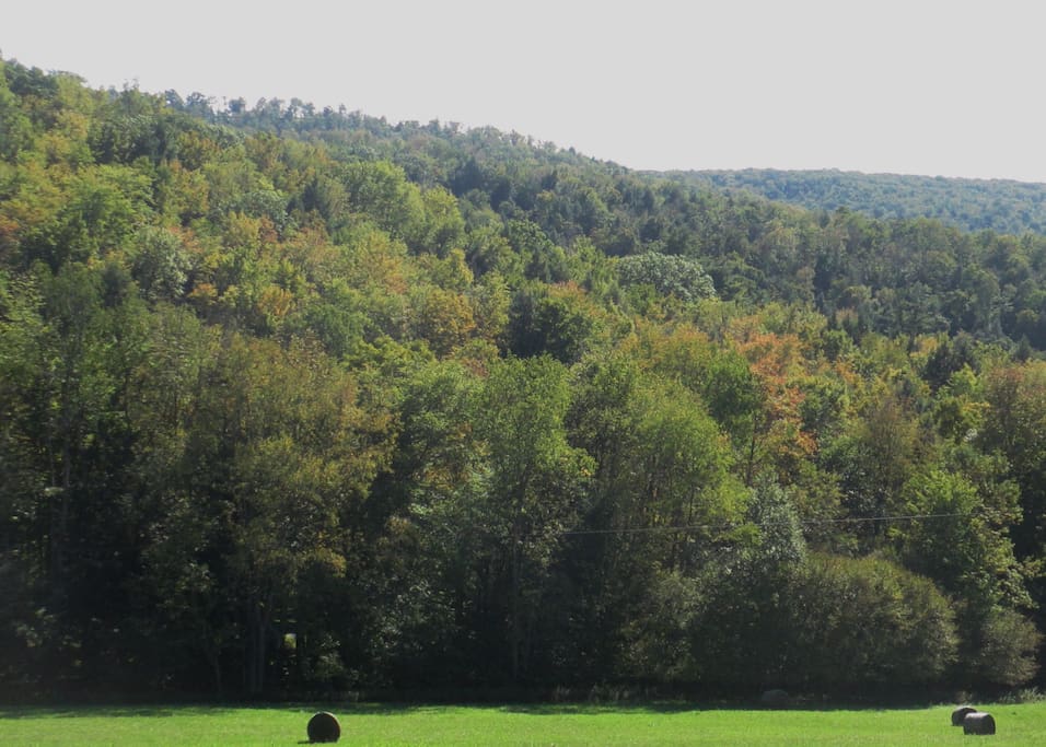 A view from the sunporch.