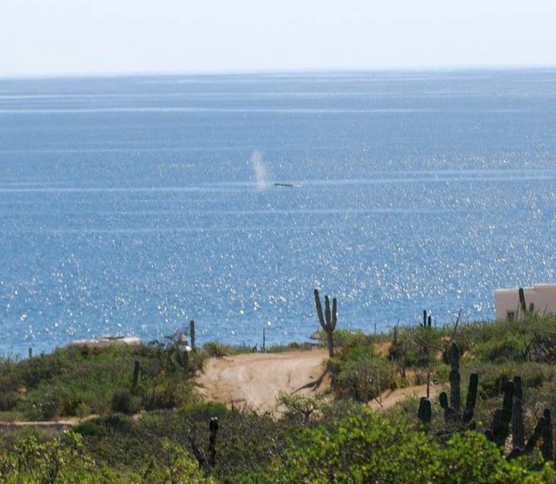 Whales are often seen during Jan, Feb and March. This photo was taken from the bluff five minutes walk from the trailer.