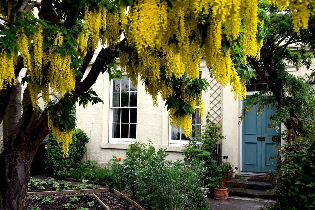 Laburnum in bloom