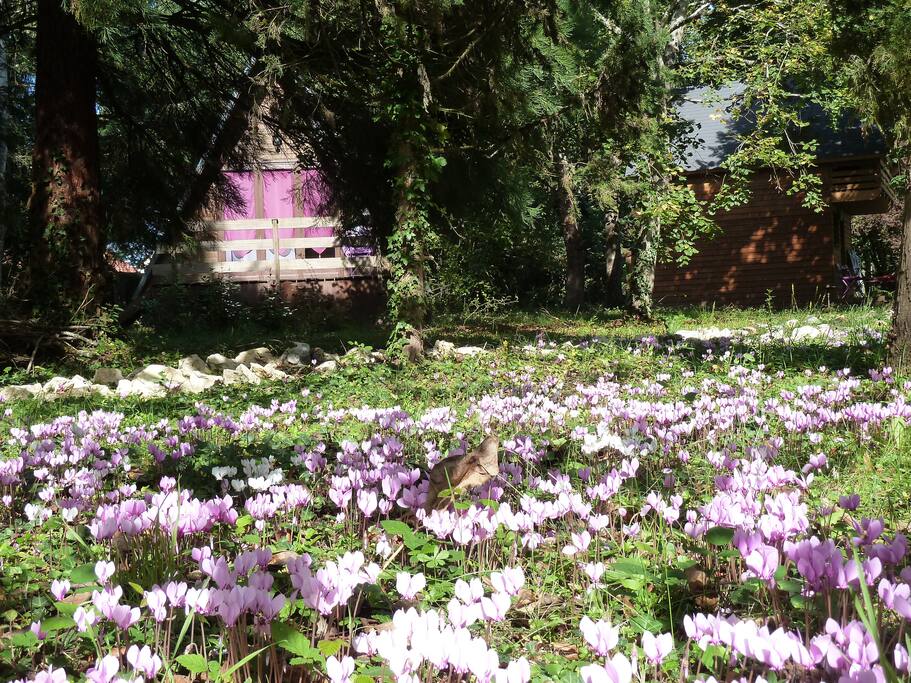 Cyclamens sauvages