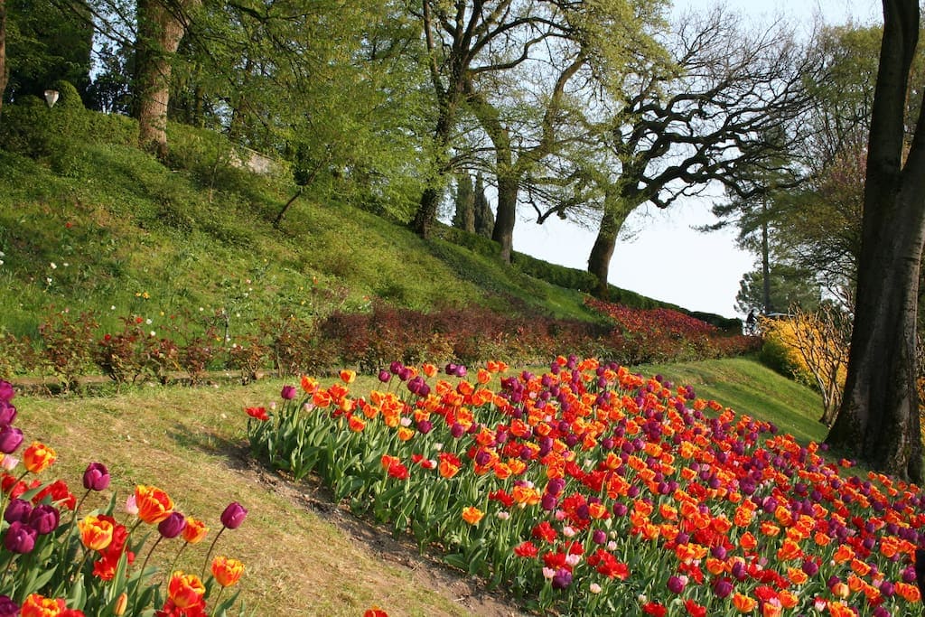 A vibrant flowerbed bursts with rows of colorful tulips in shades of red, orange, and purple. Lush green grass surrounds the flowers, and trees provide a natural backdrop, creating an inviting outdoor space.