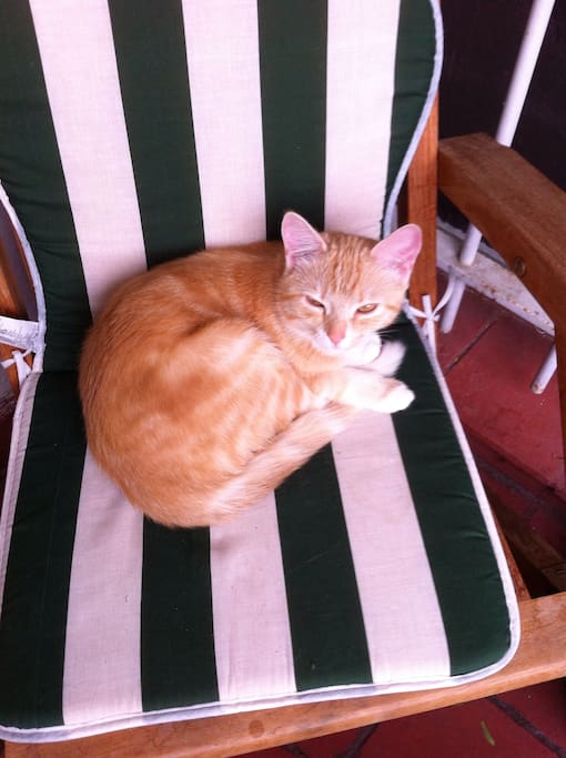 Notre petit chat "Gypso".