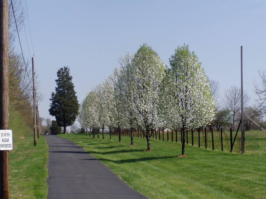 The driveway 3/4 mile long