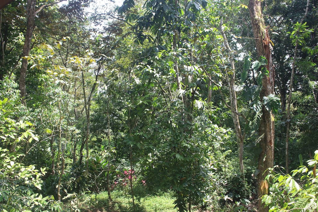 View of the tropical forest from the windows
