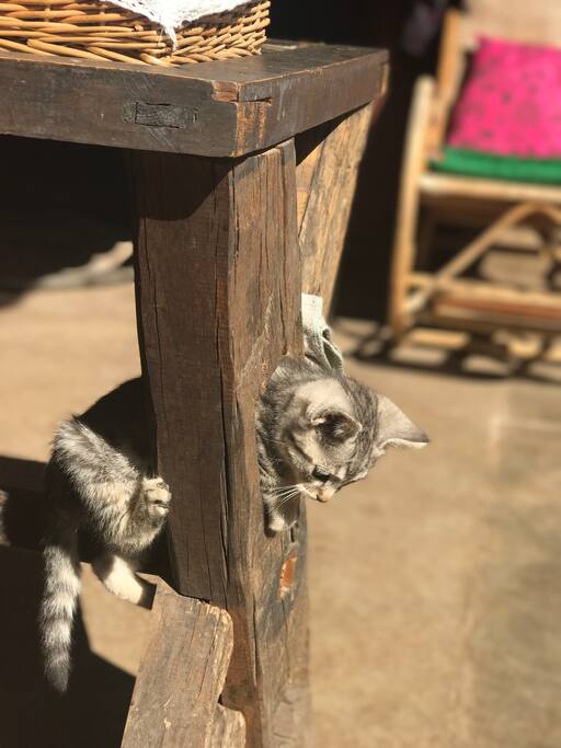 院子里养了三只猫两条金毛