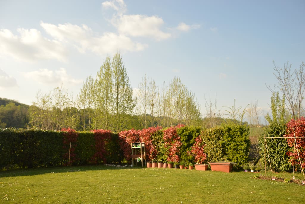Our garden