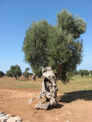 Amazing Beach Villa Directly on the Adriatic Sea gallery image 5