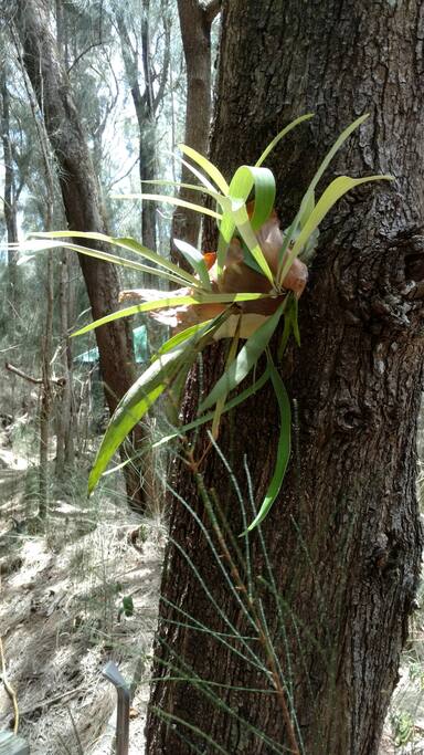 Tropical flora in the forest