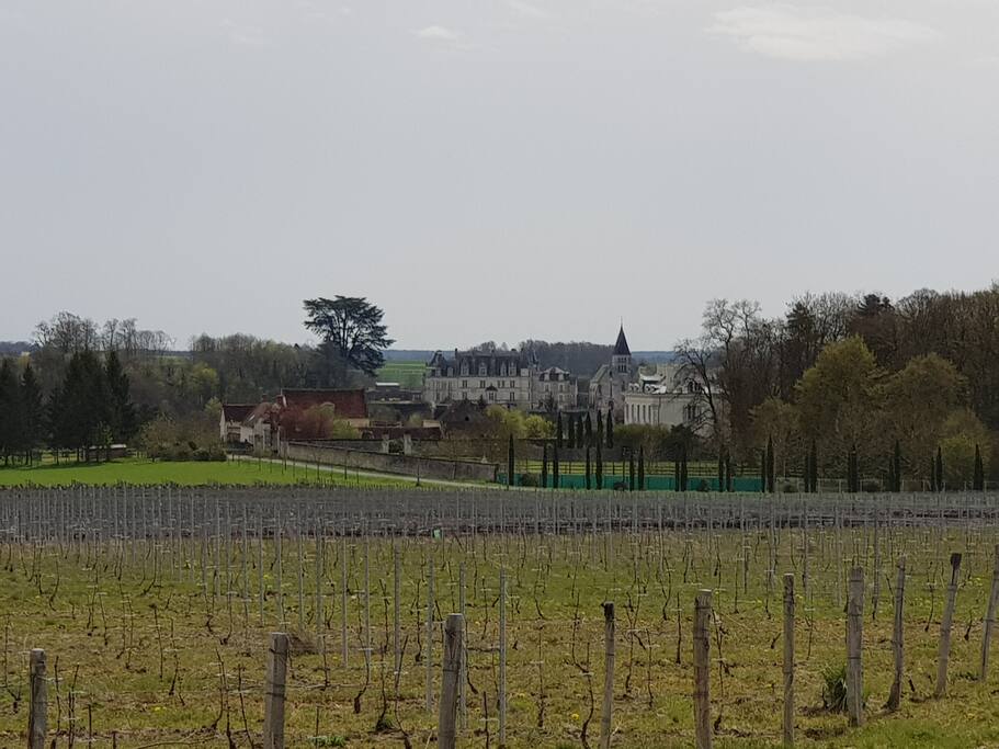 Les vignes et le chateau