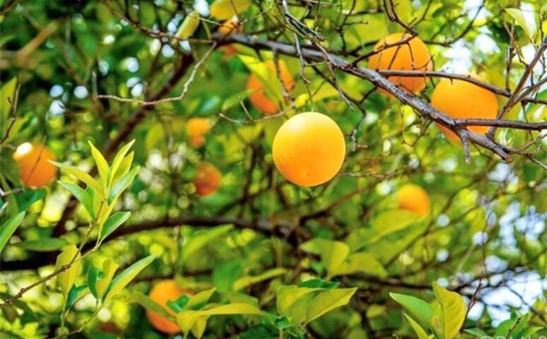 Beautiful craftsman home with spa & pool. gallery image 4