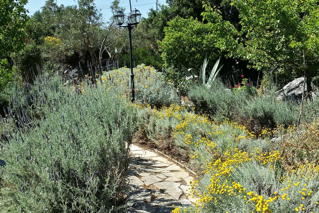 Vue to the garden. A path
