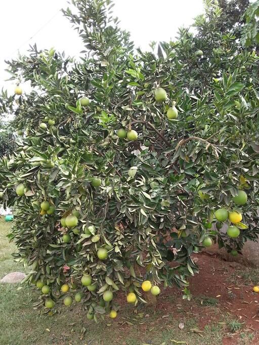 lots of fruits