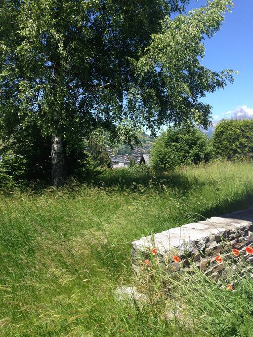 Le jardin à l'ouest , un pré fleuri et son bouleau ( refuge des mésanges...