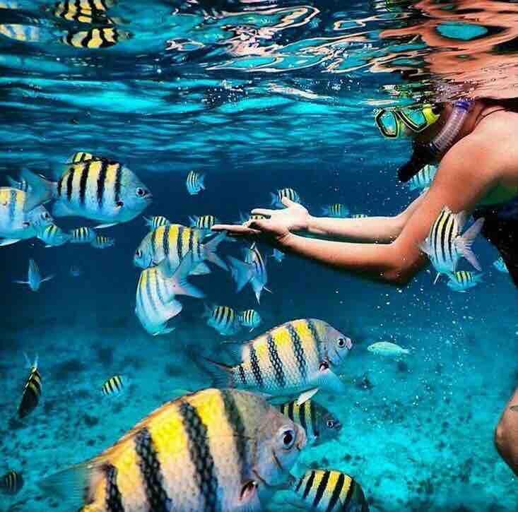An underwater scene captures a person snorkeling among a variety of colorful fish. The clear blue water reflects sunlight, highlighting the vibrant yellow and black striped fish as they swim close to the snorkeler, creating a sense of liveliness in the marine environment.