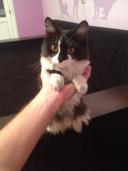 My lovely cat)