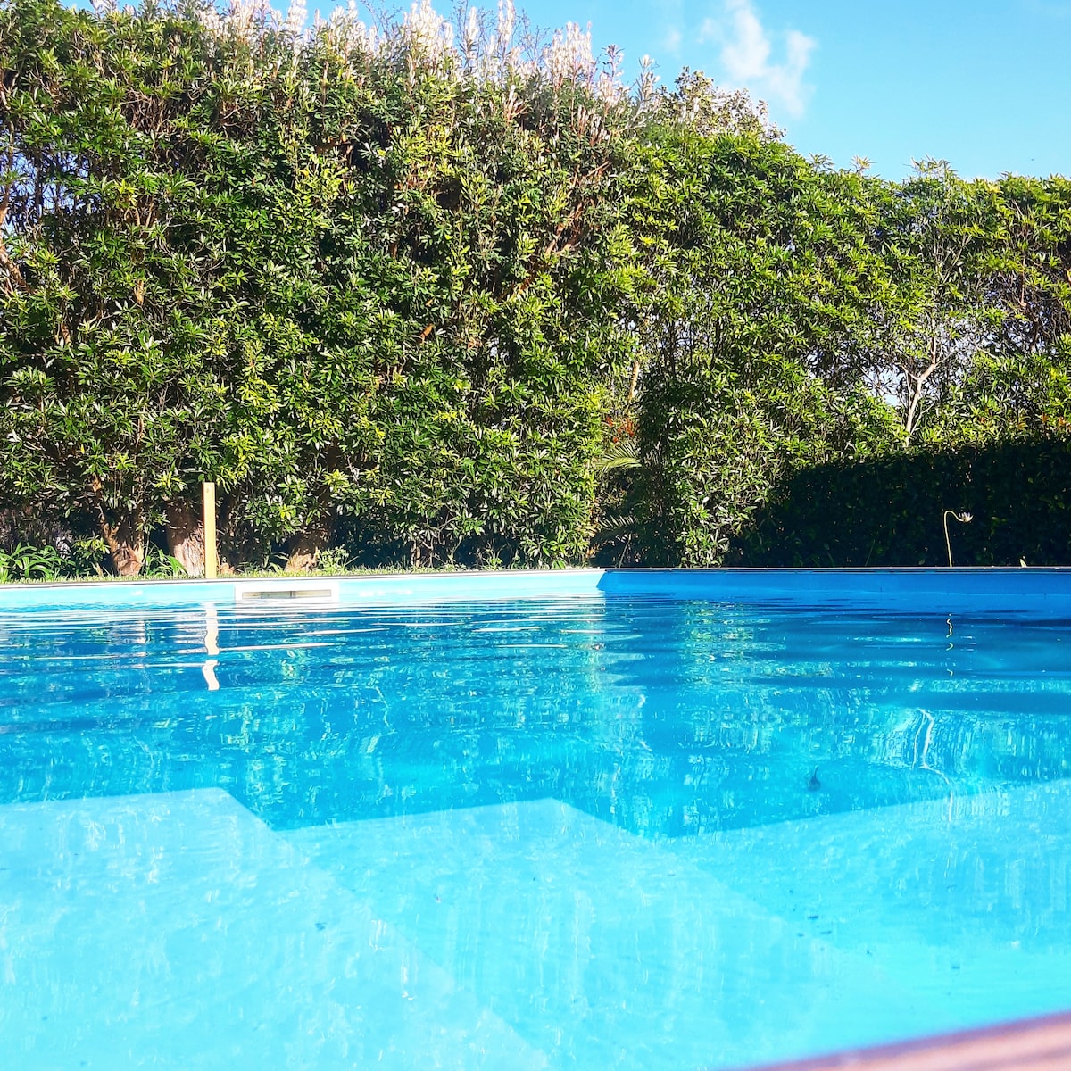 A clear blue swimming pool is surrounded by lush greenery, providing a serene backdrop. The water reflects the sky, while gentle ripples are visible on the surface. The area appears well-maintained and inviting for relaxation and leisure.