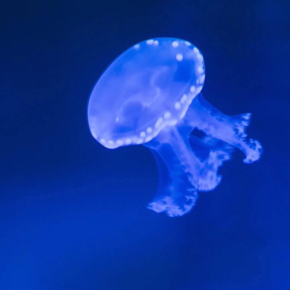 水母万花筒馆 帷幕涌动着的深海里 一些细微地翻腾 香港特别行政区旅游攻略 尽在airbnb爱彼迎