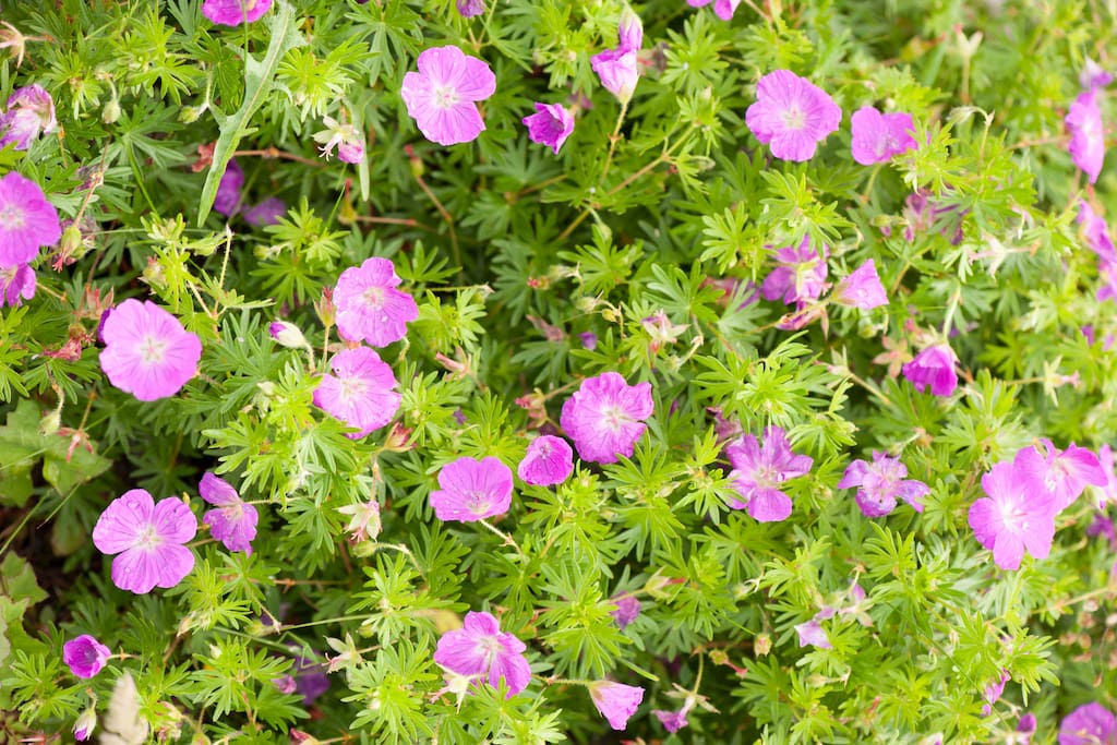Amazing flowers can be seen 5 mins walk from holiday let