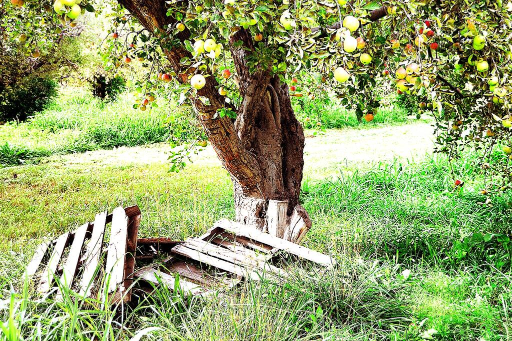Just some of the character with the orchard