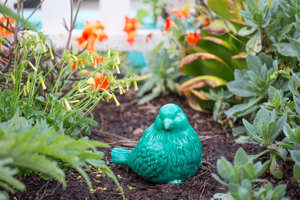 Garden bird
