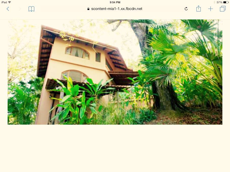 Jungle Heaven