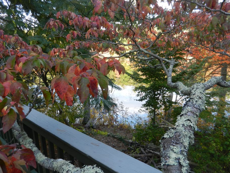 Colorful fall foliage.
