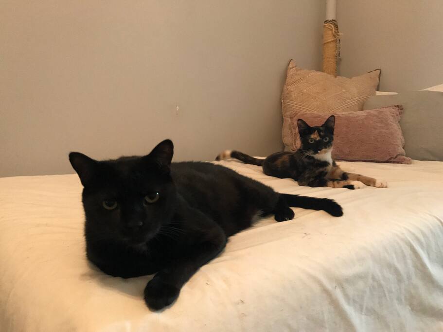 Buttons and Ruby, our adorable loving kitties