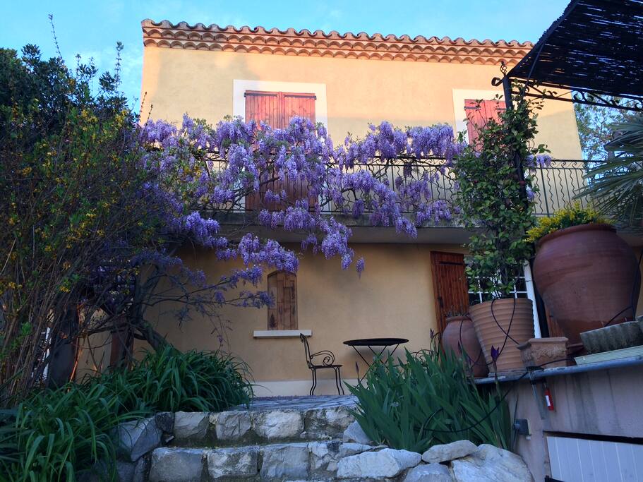 La glycine au printemps