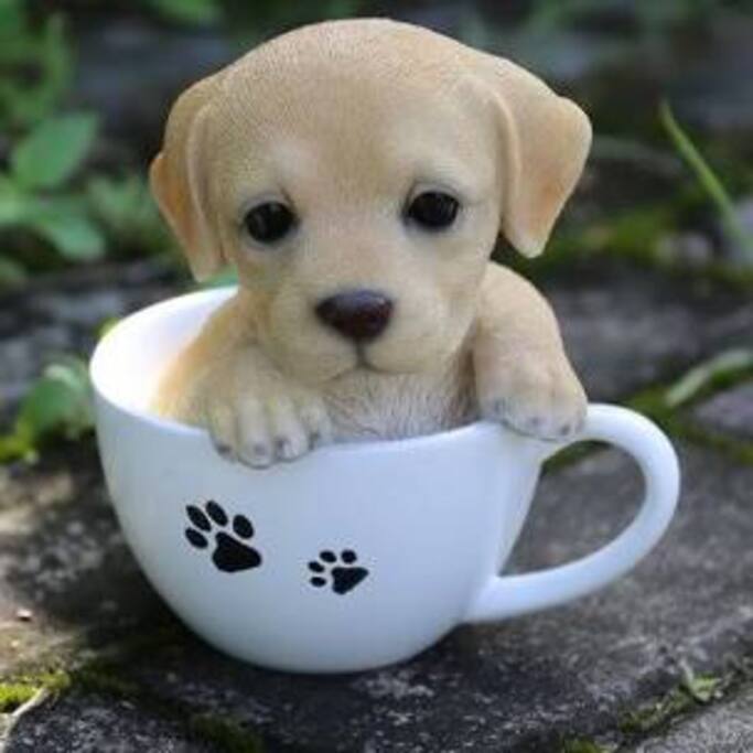 Pet Friendly. One time fee of $50.00 for any small dog less that 25 pounds. Must sign pet policy for approval.