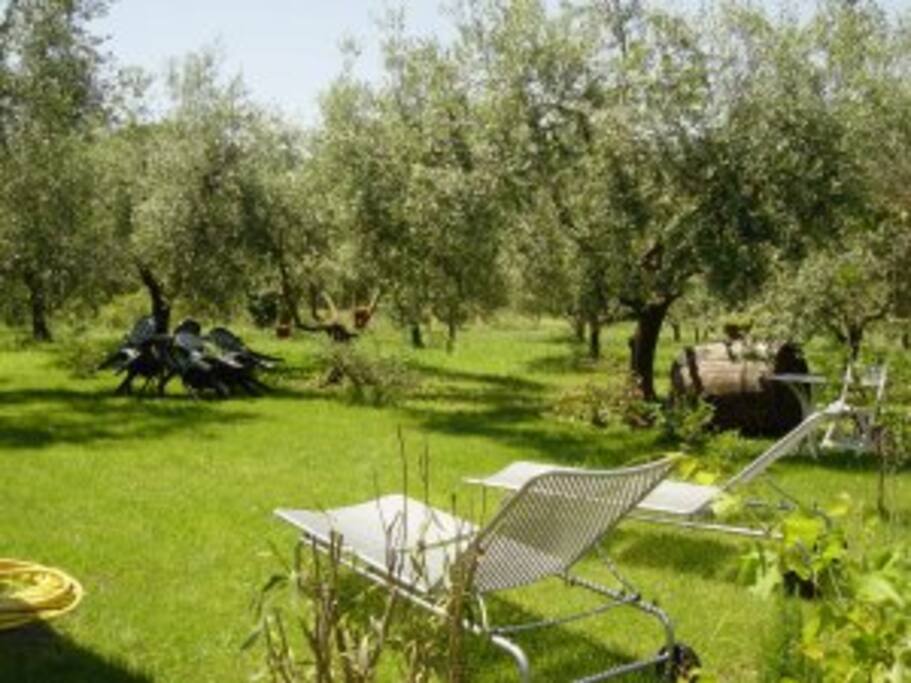 The garden