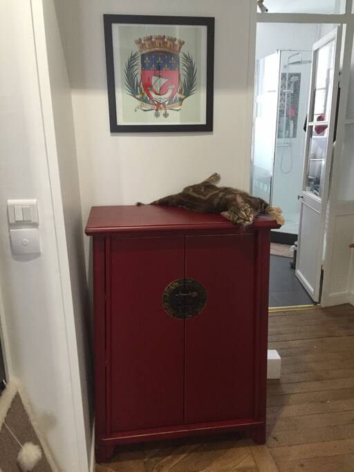 Entrée, le chat ne fait pas partie de la location :)