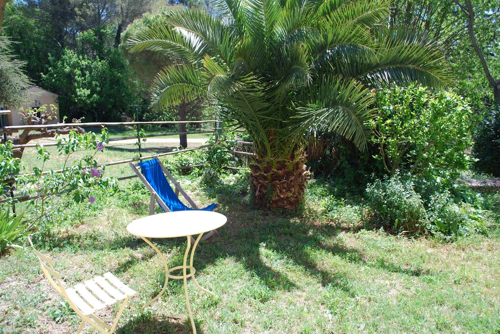 Un coin de jardin... au pied du palmier