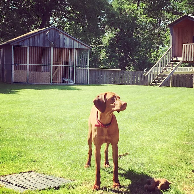Our spacious Double kennel and our dog Daisy