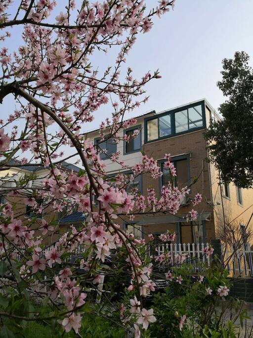 桃花掩映中的小楼