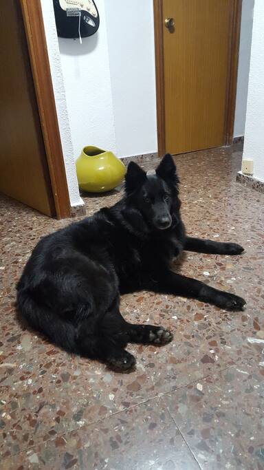 Mascota de la casa, Cora, pastor belga.