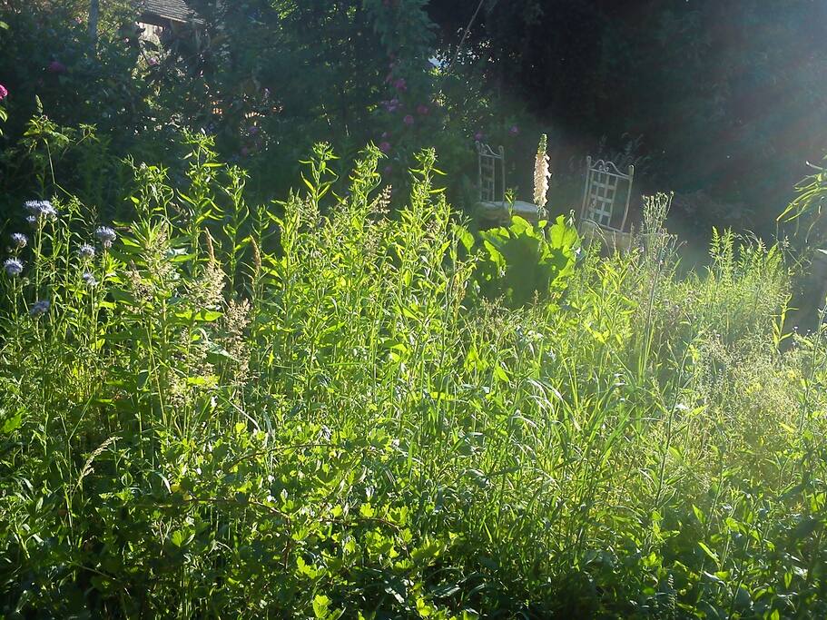 Petit-déjeuner au jardin