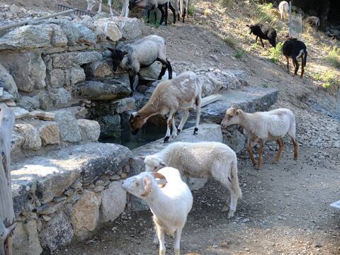 The "Le figuier" bergeries.