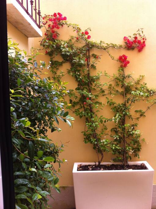 Patio view from corridor