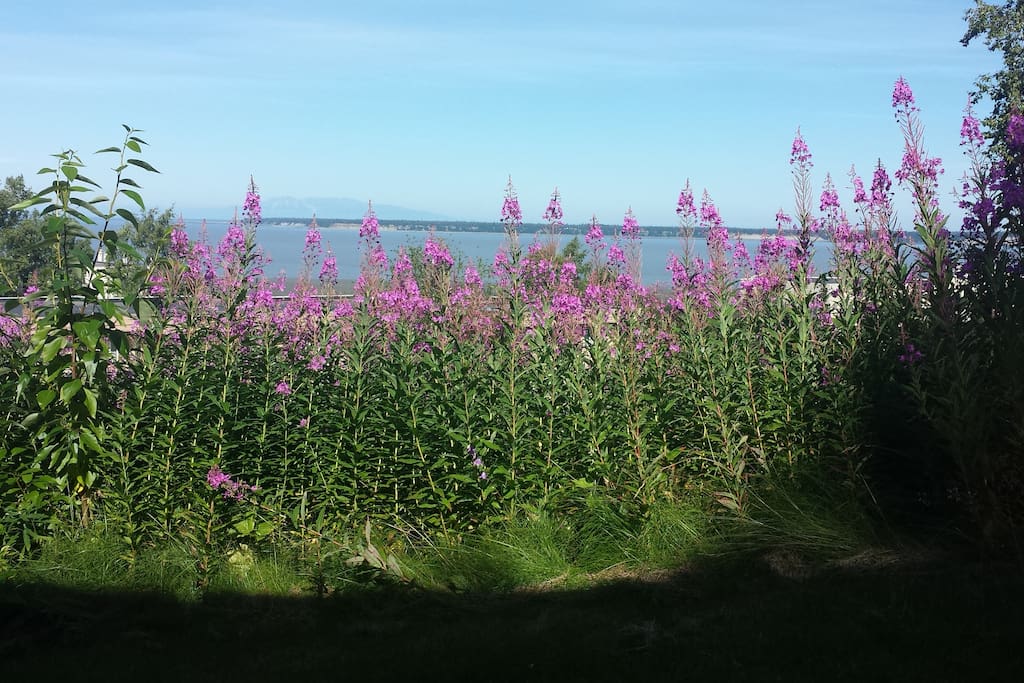 Fireweed blooming in the backyard.