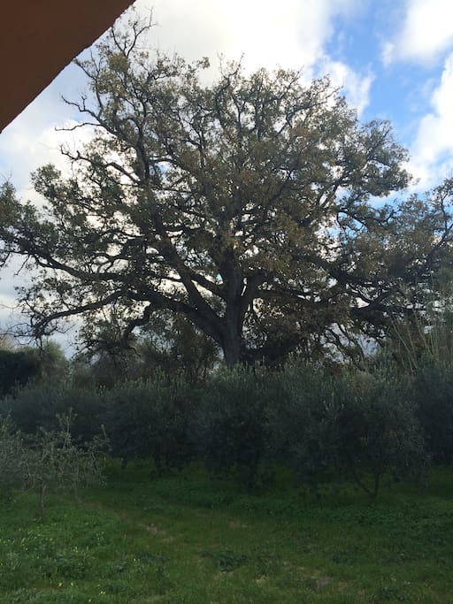 la quercia di fronte la Scuola (da cui il nome "Valano")