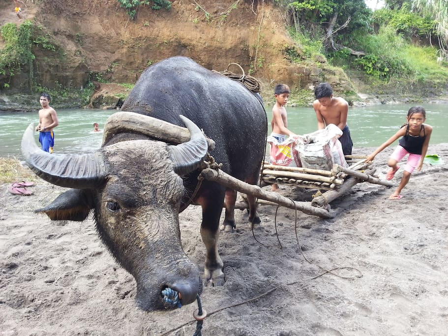 Beautiful Water Buffalo ... you can have a ride ...