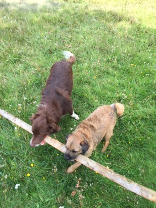 Pip and Oscar .