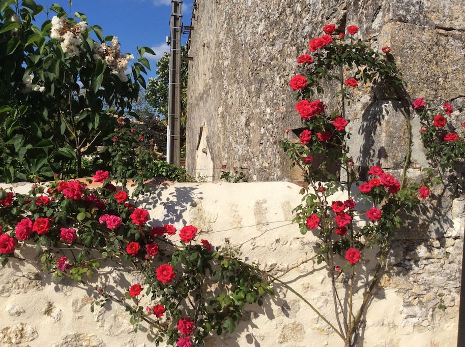Roses scrambling around the outdoor solar pool shower