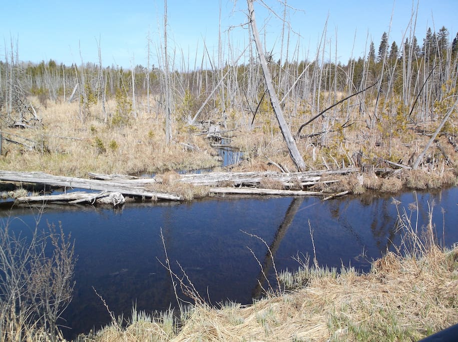 April-Prentice Creek and the beaver meadow. A good spot to sight a kingfisher.