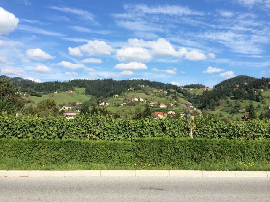 The View